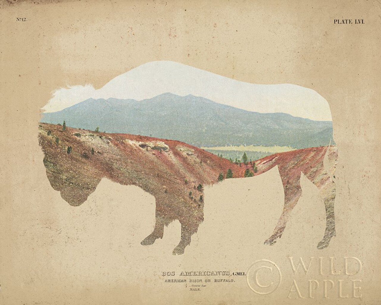 American Southwest Buffalo Distressed Poster Print by Wild Apple Portfolio - Item # VARPDX38817